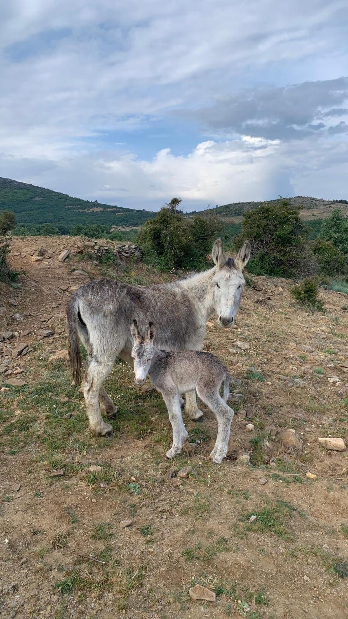 Al Viento, Alojamiento & Turismo Rural Pradena Del Rincon Екстериор снимка