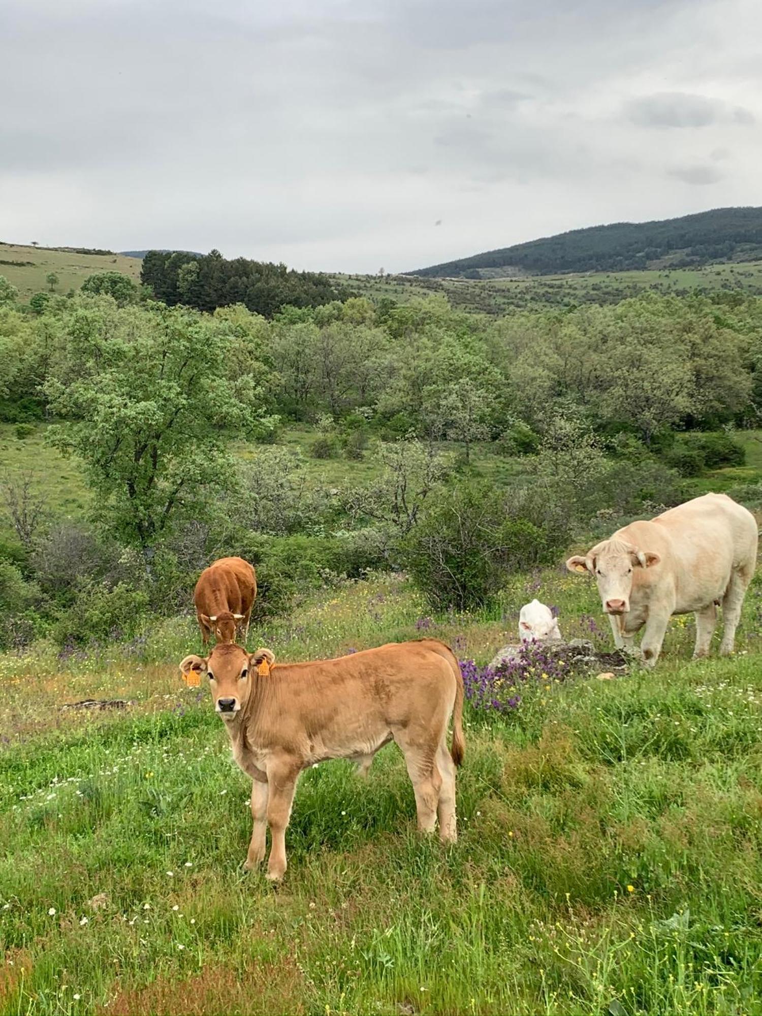 Al Viento, Alojamiento & Turismo Rural Pradena Del Rincon Екстериор снимка